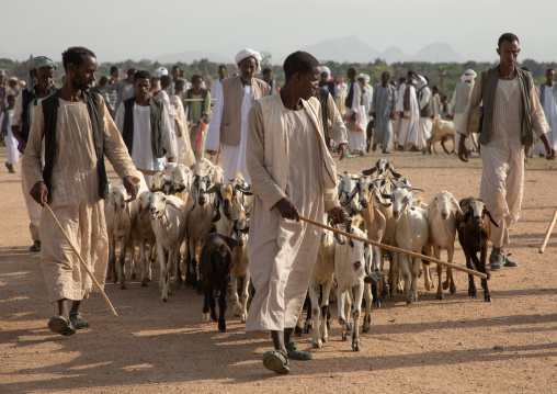 Eritrean men in the livestock market, Gash-Barka, Agordat, Eritrea