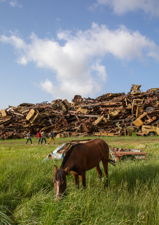 Cow in the military tank graveyard, Central region, Asmara, Eritrea