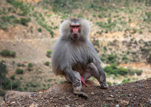 Hamadryas baboon papio hamadrya, Central region, Asmara, Eritrea