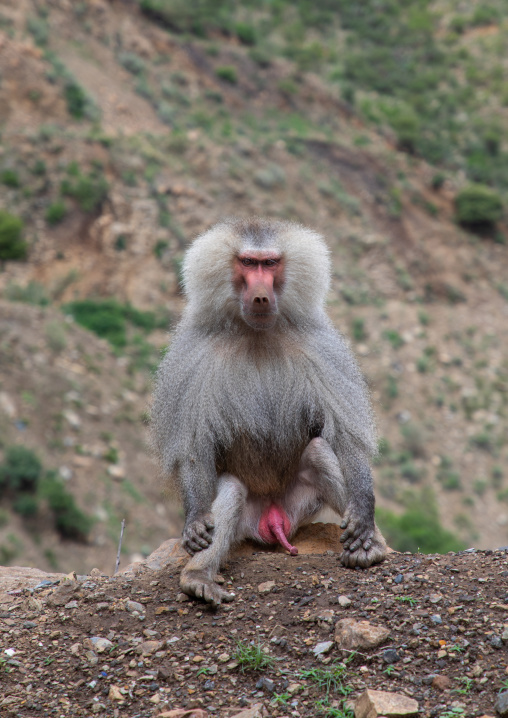 Hamadryas baboon papio hamadrya, Central region, Asmara, Eritrea