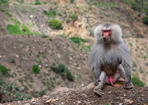 Hamadryas baboon papio hamadrya, Central region, Asmara, Eritrea