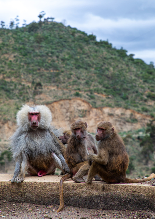 Hamadryas baboons papio hamadrya, Central region, Asmara, Eritrea