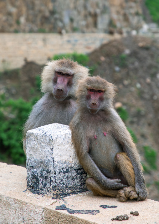 Hamadryas baboons papio hamadrya, Central region, Asmara, Eritrea