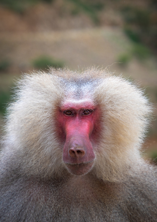 Hamadryas baboon papio hamadrya, Central region, Asmara, Eritrea