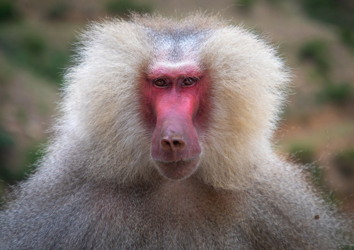 Hamadryas baboon papio hamadrya, Central region, Asmara, Eritrea