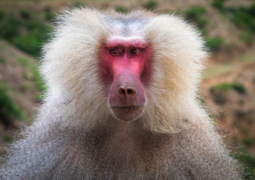 Hamadryas baboon papio hamadrya, Central region, Asmara, Eritrea