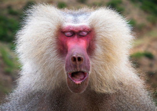 Hamadryas baboon papio hamadrya with closed eyes, Central region, Asmara, Eritrea