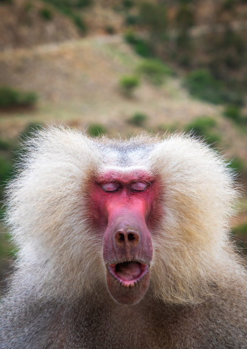 Hamadryas baboon papio hamadrya with closed eyes, Central region, Asmara, Eritrea