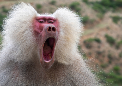 Hamadryas baboon papio hamadrya yawning, Central region, Asmara, Eritrea