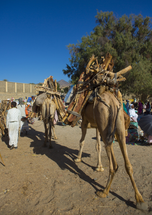 Monday wood and camel market, Anseba, Keren, Eritrea