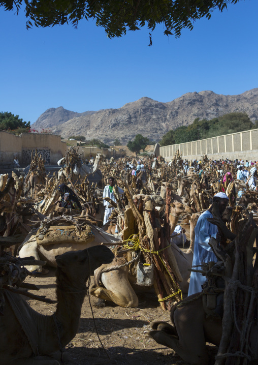 Monday wood and camel market, Anseba, Keren, Eritrea