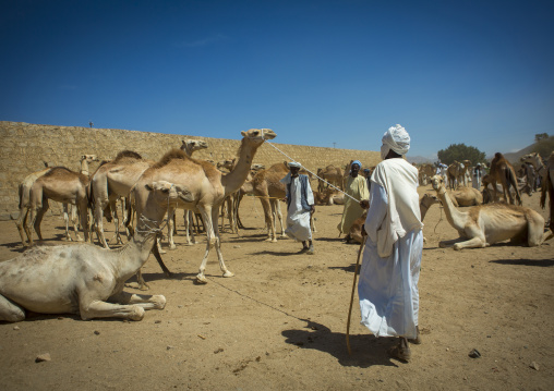 Monday camel market, Anseba, Keren, Eritrea