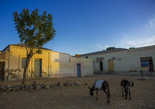 Donkeys on a square, Anseba, Keren, Eritrea