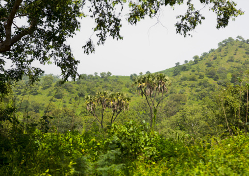 Filfil forest, Northern Red Sea, Filfil, Eritrea