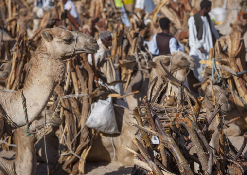 Monday wood and camel market, Anseba, Keren, Eritrea