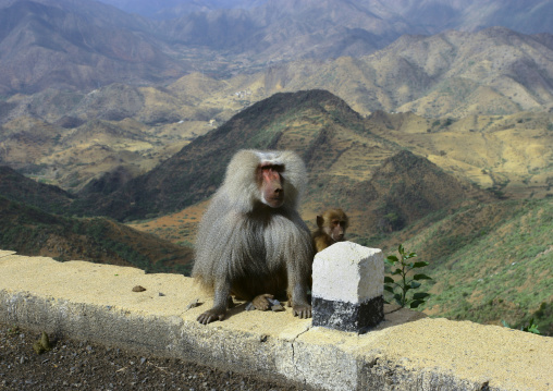 Baboons in the highlands, Central Region, Asmara, Eritrea