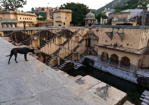 Dog in Panna Meena ka Kund stepwell, Rajasthan, Amer, India