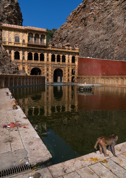 Monkeys in Galtaji temple aka monkey temple, Rajasthan, Jaipur, India