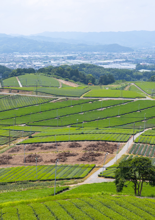 Panoramic view of tea plantations, Kyushu region, Yame, Japan