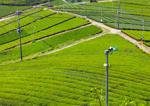 Panoramic view of tea plantations, Kyushu region, Yame, Japan