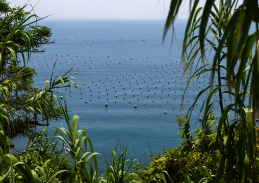 Pearls culture in the sea, Ainoshima Island, Shingu, Japan