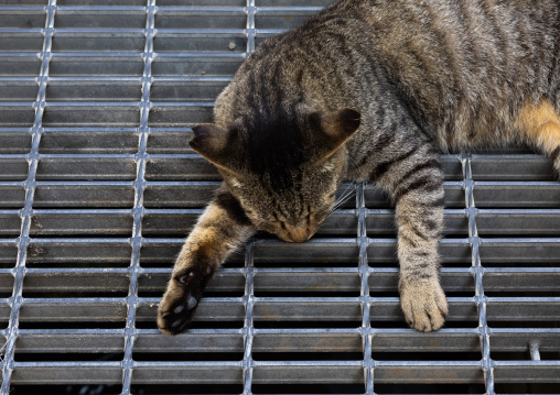 Sleeping cat in Cat Island, Ainoshima Island, Shingu, Japan