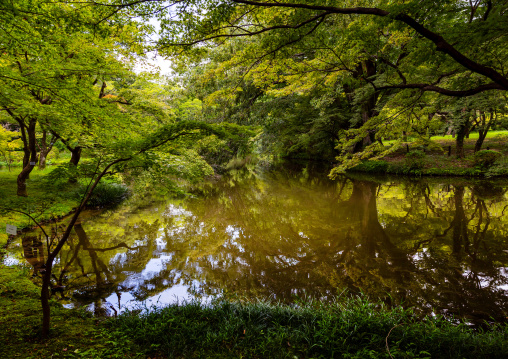 Water pond in Kyoto botanical garden, Kansai region, Kyoto, Japan