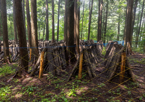 Shiitake mushrooms cultivation in the forest, Shizuoka prefecture, Izu, Japan