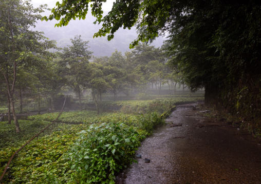 Cultivation of wasabi crops in the hills, Shizuoka prefecture, Ikadaba, Japan