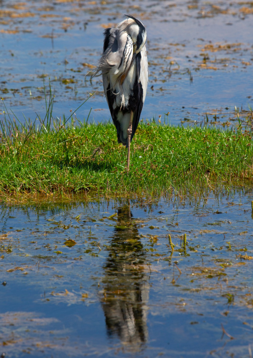 The grey heron (Ardea cinerea) standing in water, Kajiado County, Amboseli, Kenya