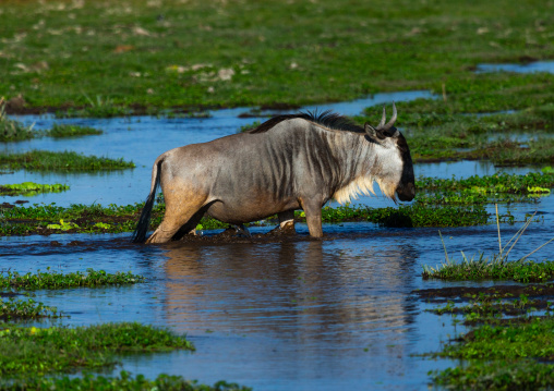 Wildebeest crossing a lake, Kajiado County, Amboseli, Kenya