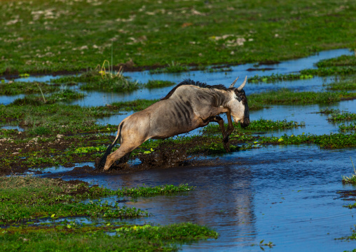 Wildebeest crossing a lake, Kajiado County, Amboseli, Kenya