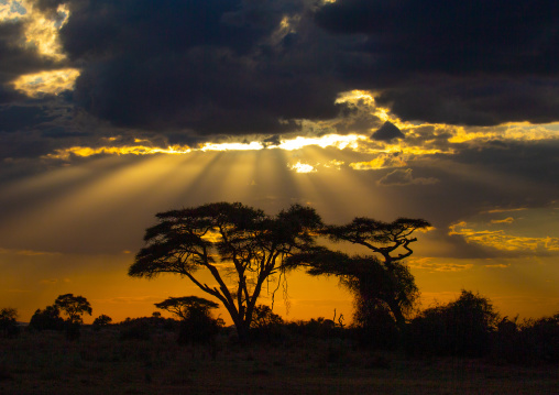 Sunset on acacias, Kajiado County, Amboseli, Kenya