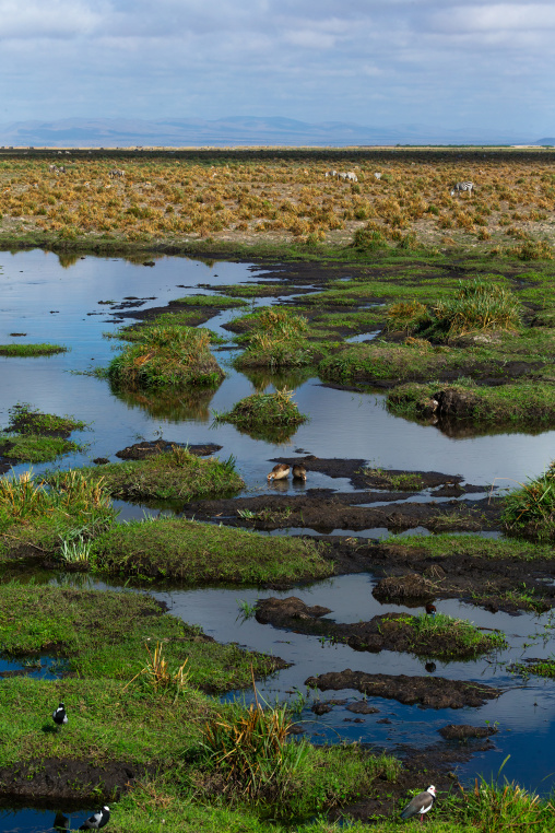 Birds in a swamp, Kajiado County, Amboseli, Kenya