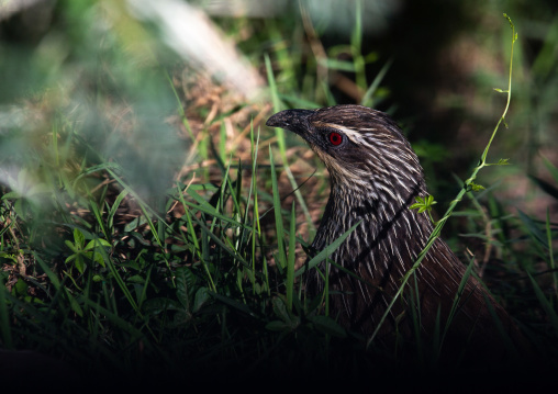 Francolin in the grass, Kajiado County, Amboseli, Kenya