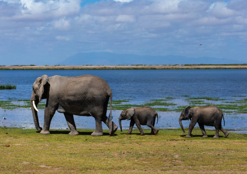 Elephant mother with two babies (Loxodonta africana), Kajiado County, Amboseli, Kenya