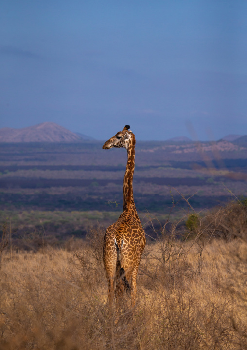 Giraffe in the bush, Coast Province, Tsavo West National Park, Kenya