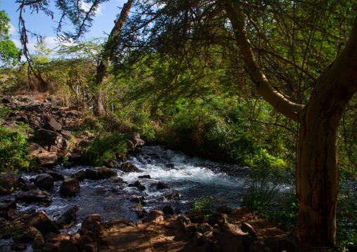 Mzima springs, Coast Province, Tsavo West National Park, Kenya