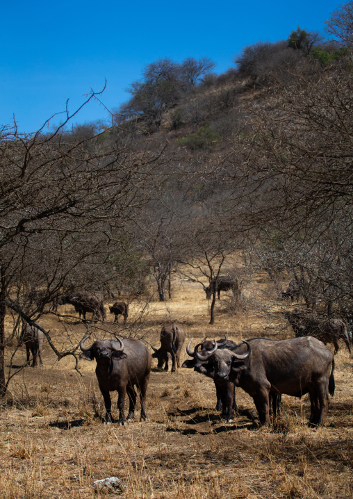 Buffalos in a dry bush, Coast Province, Tsavo West National Park, Kenya