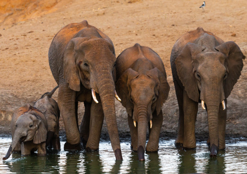 Elephants (Loxodonta africana) drinking in a lake, Coast Province, Tsavo West National Park, Kenya