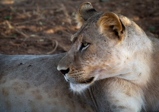 Lioness looking away, Coast Province, Tsavo East National Park, Kenya