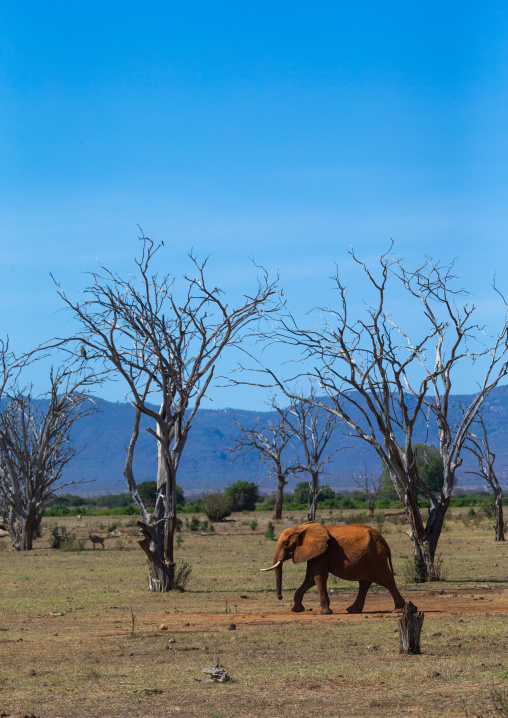 Elepehant in the middle of dead trees, Coast Province, Tsavo East National Park, Kenya