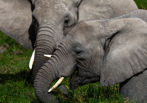 Elephants (Loxodonta africana) feeding in the green grassland, Kajiado County, Amboseli, Kenya