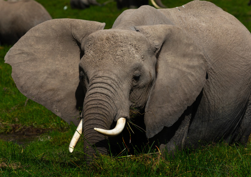 Elephant (Loxodonta africana) feeding in the green grassland, Kajiado County, Amboseli, Kenya