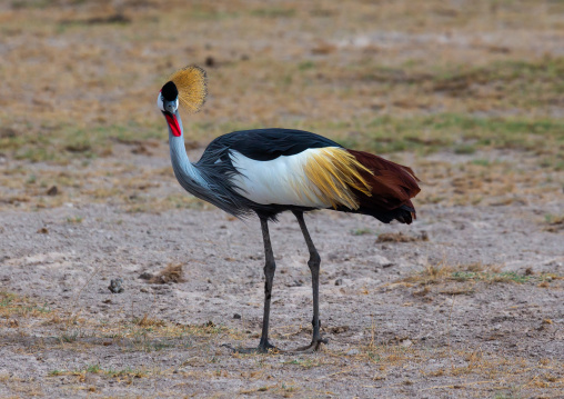 Grey crowned crane (Balearica regulorum), Kajiado County, Amboseli, Kenya