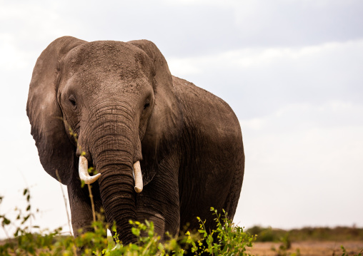 Elephant (Loxodonta africana), Kajiado County, Amboseli, Kenya