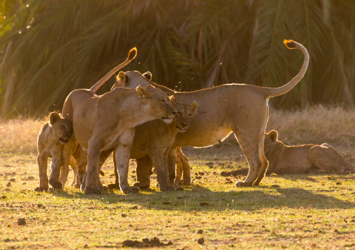 Tenderness time in a lions family, Kajiado County, Amboseli, Kenya