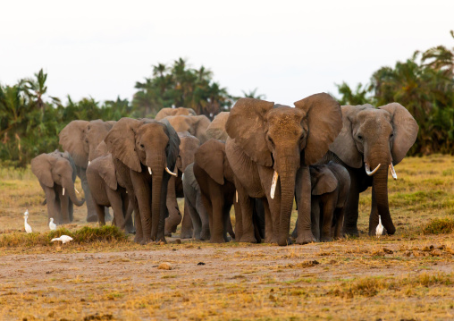 Herd of elephants (Loxodonta africana), Kajiado County, Amboseli, Kenya