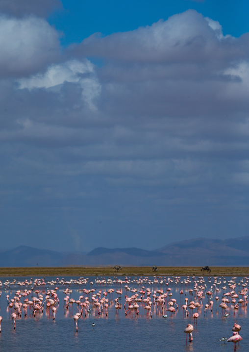 Pink flamingos eating in a lake, Kajiado County, Amboseli, Kenya