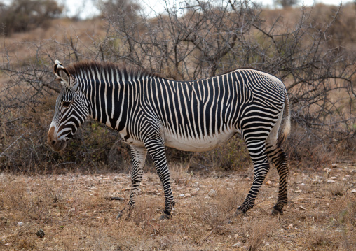 Grevy's Zebra (Equus grevyi), Samburu County, Samburu National Reserve, Kenya